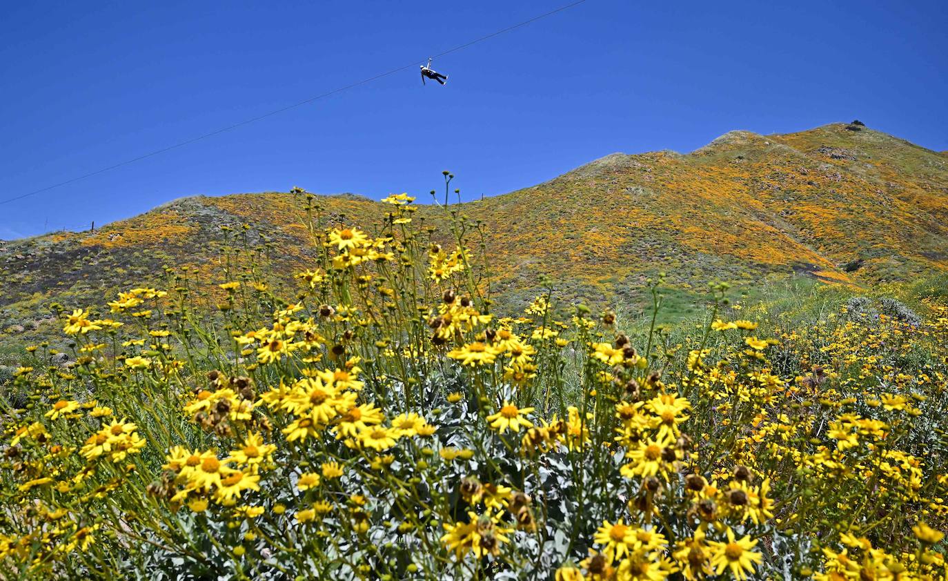 La &#039;super floración&#039; de California, en imágenes