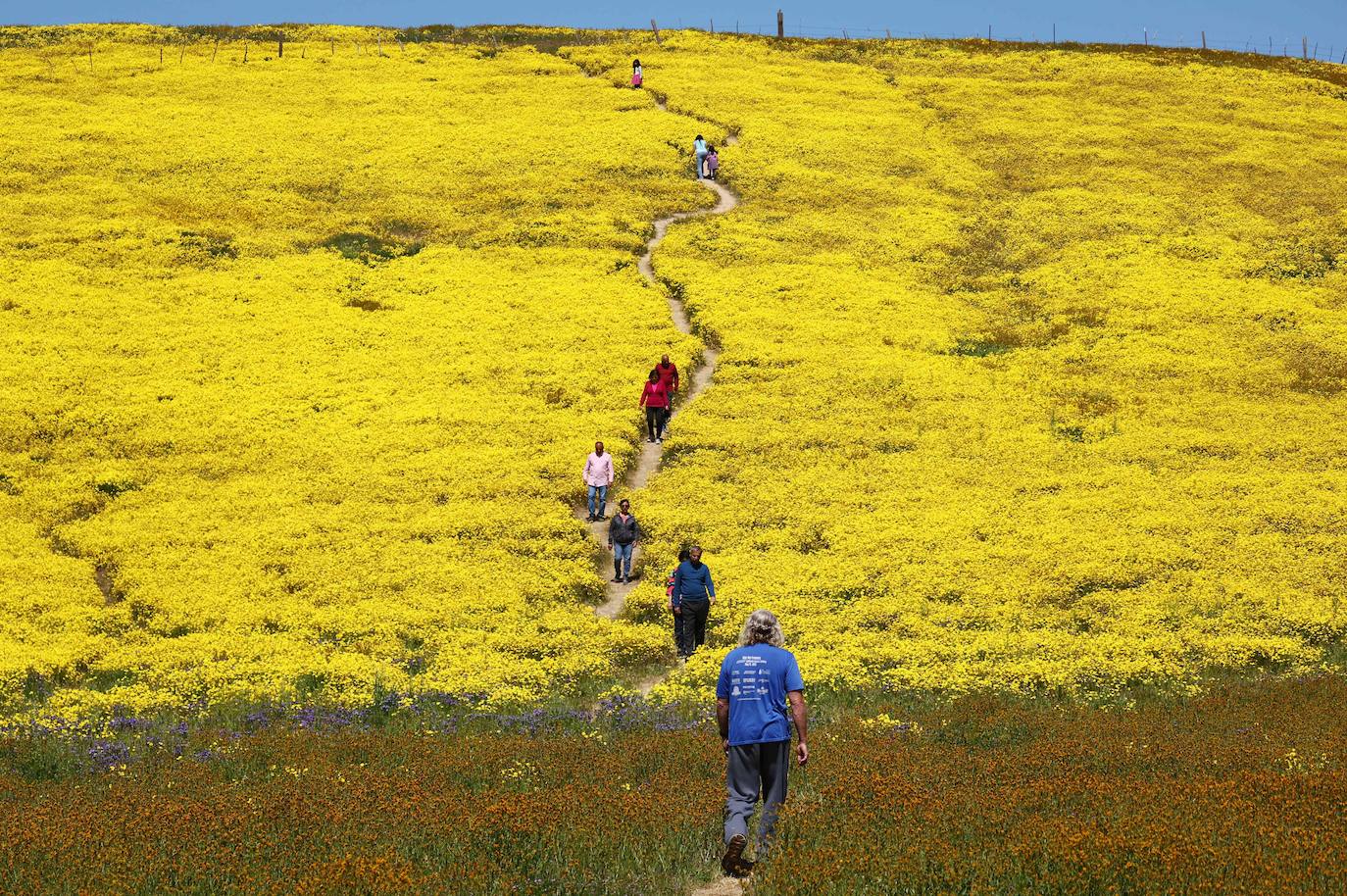 La &#039;super floración&#039; de California, en imágenes