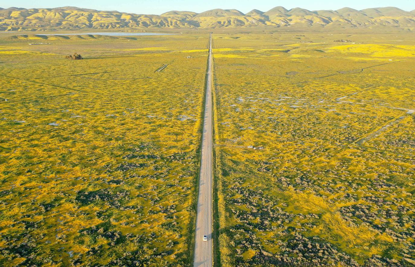 La &#039;super floración&#039; de California, en imágenes