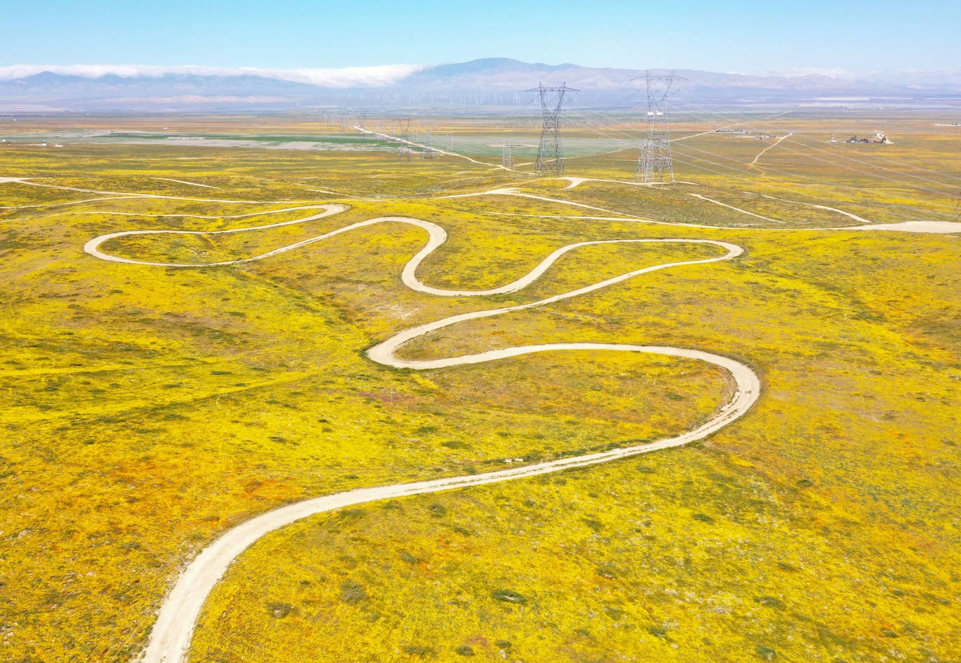 La &#039;super floración&#039; de California, en imágenes