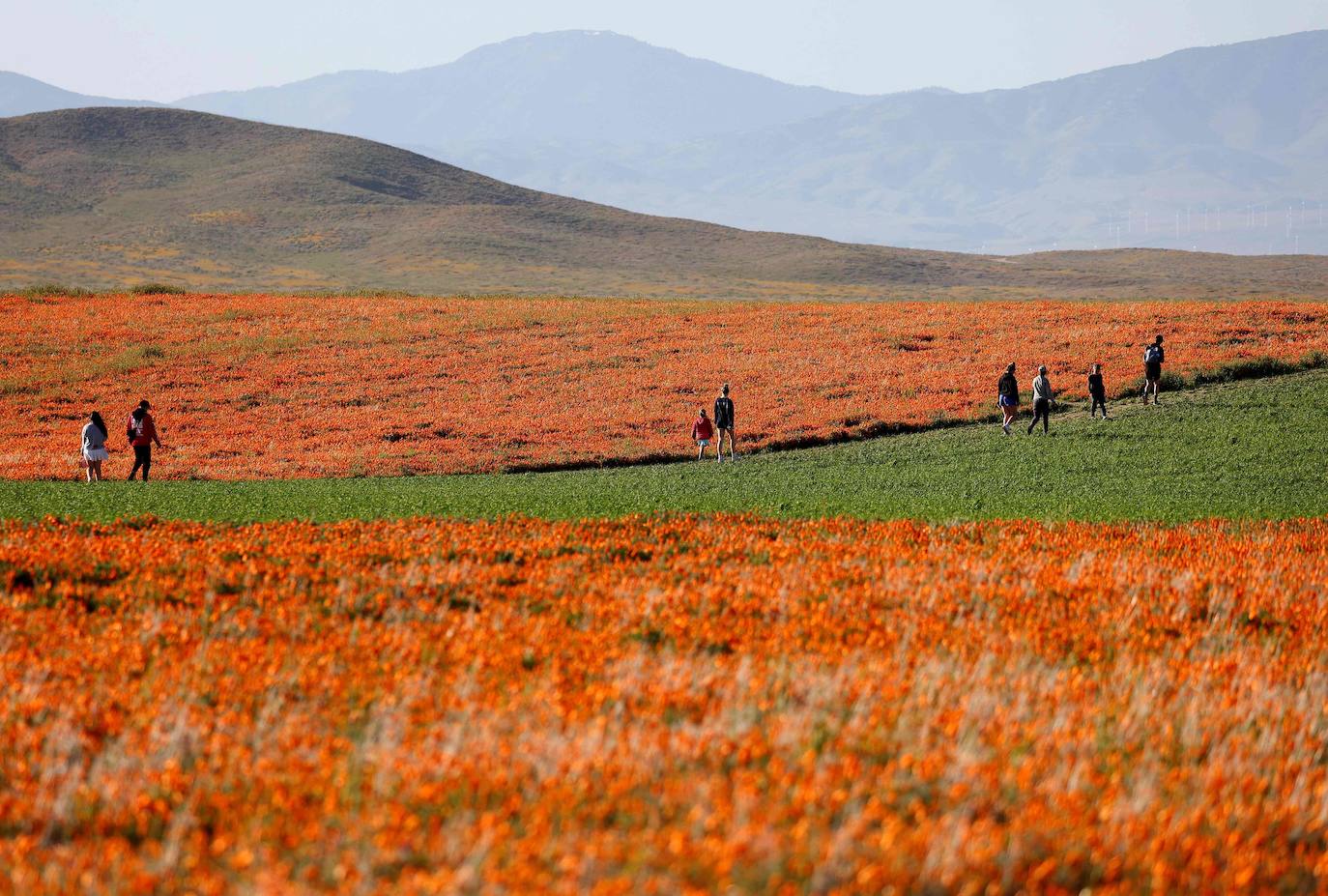 La &#039;super floración&#039; de California, en imágenes