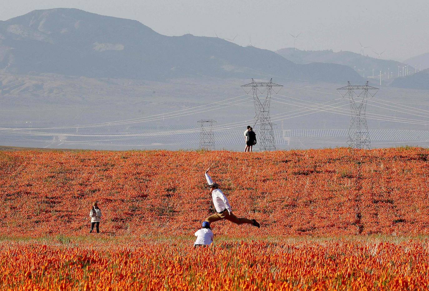 La &#039;super floración&#039; de California, en imágenes