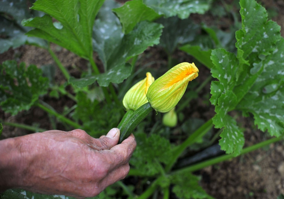 Flor del calabacín ecológico.