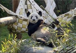 La osa panda 'Ya ya', antes de su traslado a China.