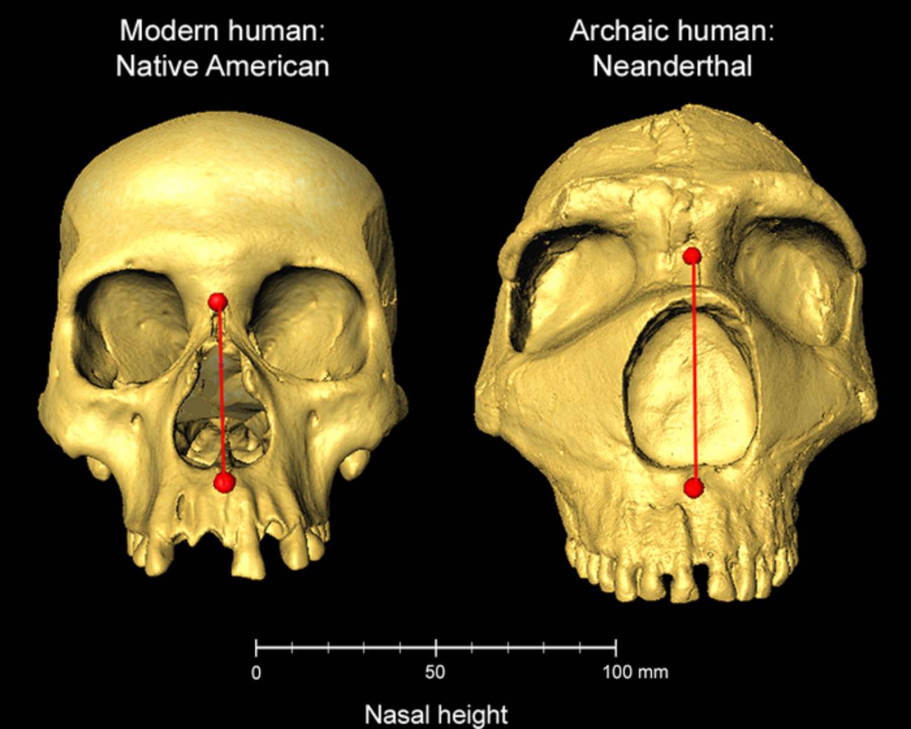 ¿Por qué los nórdicos tienen la nariz más fina que los africanos?