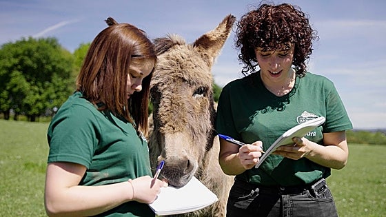 Piden a la RAE que elimine la acepción peyorativa de 'burro'