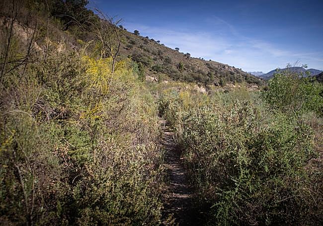 Camino Romano cubierto de broza.
