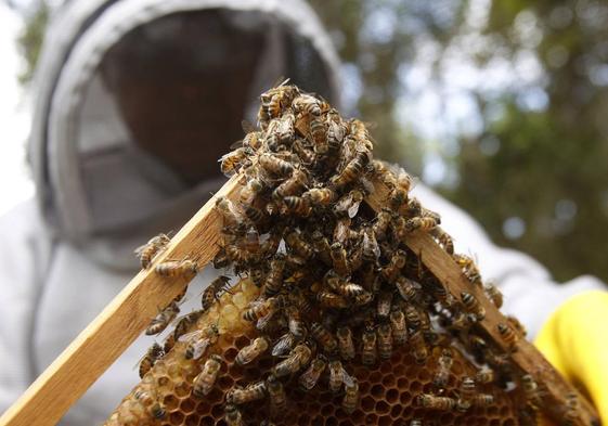 Un apicultor sostiene un panal con abejas.