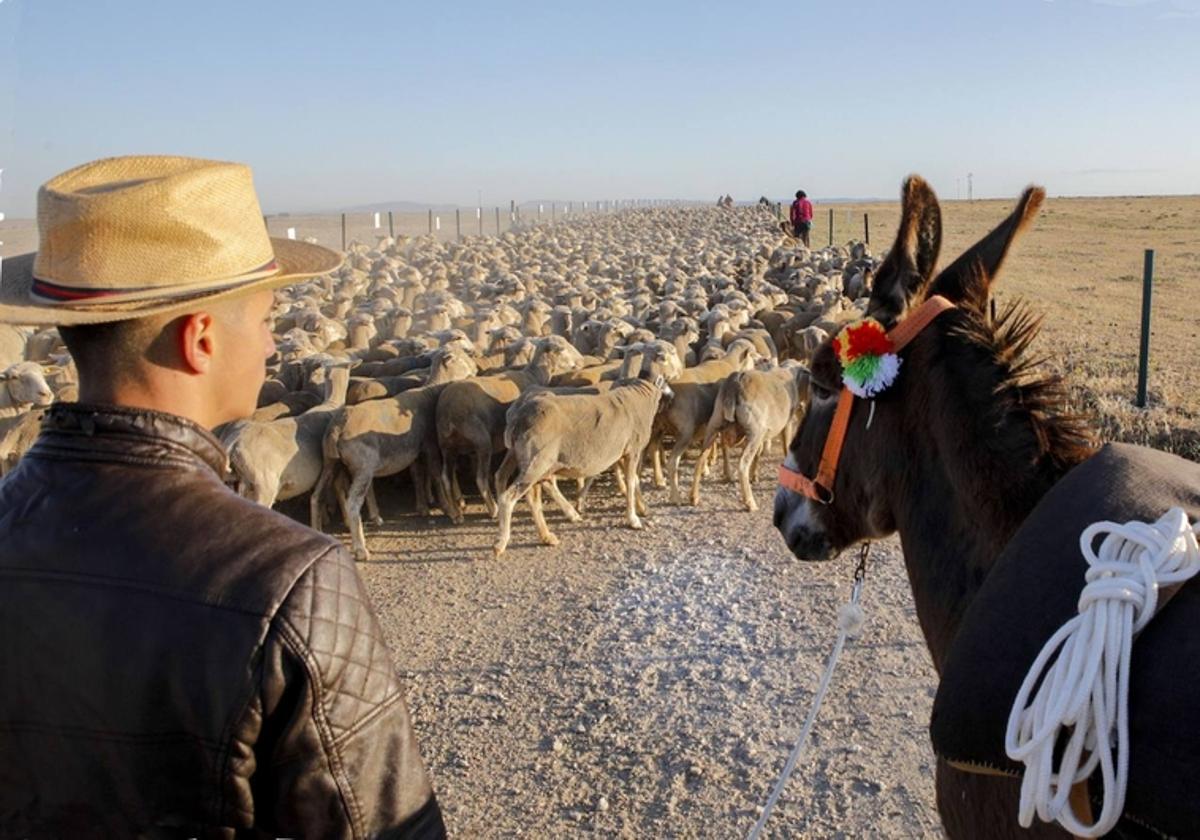 El rebaño, a las ocho y media de la mañana del domingo, empezando su viaje de 600 kilómetros por cañadas reales.