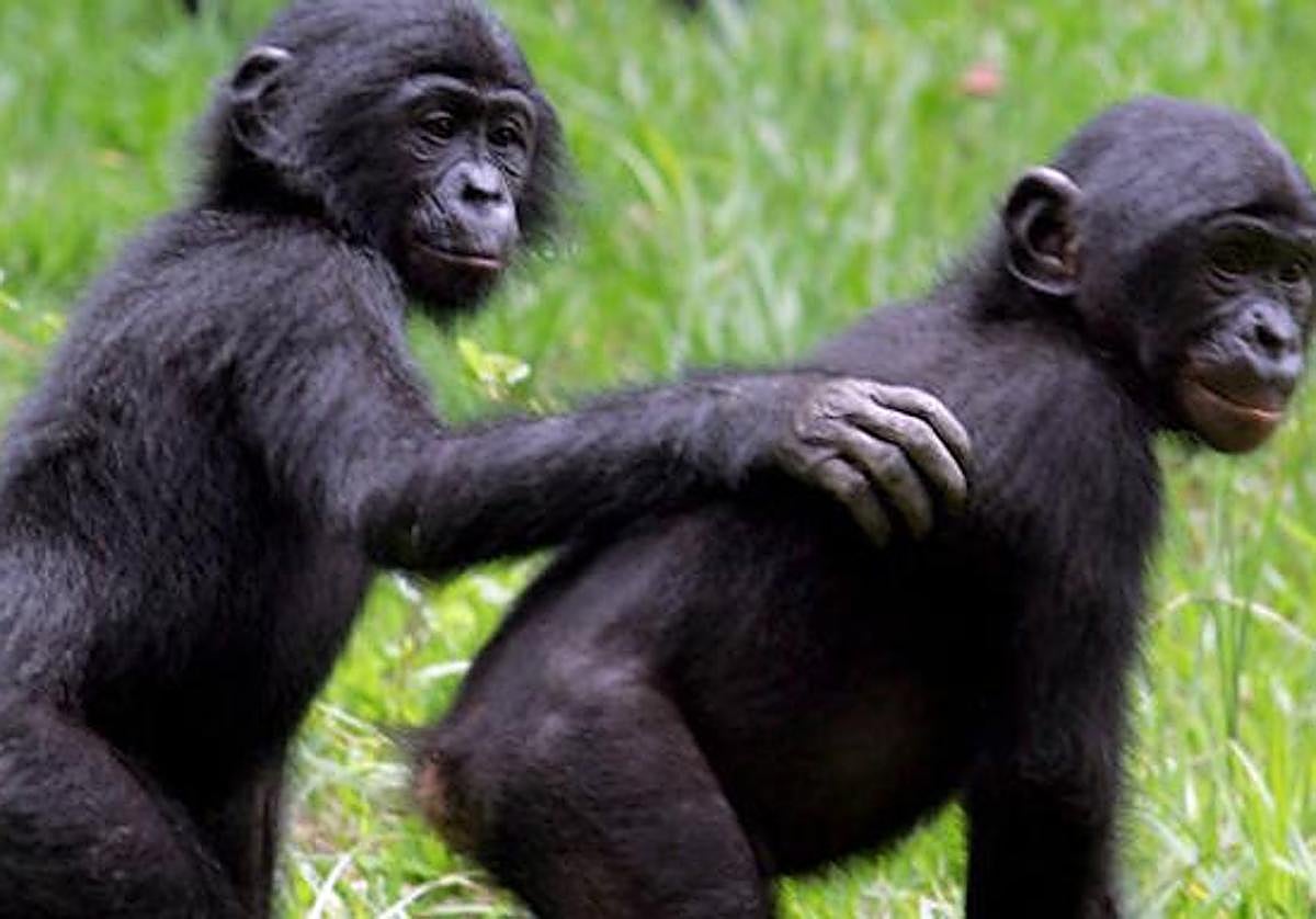 UNa pareja de bonobos.
