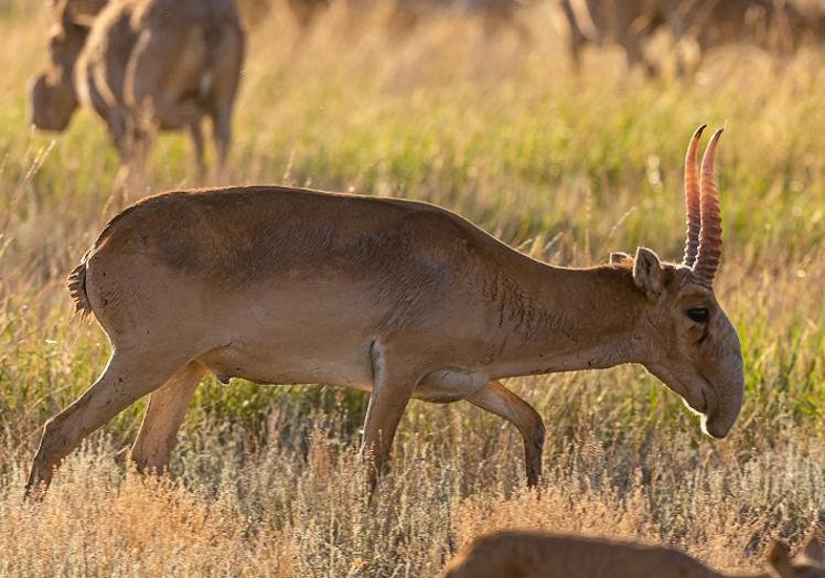 El antílope saiga.