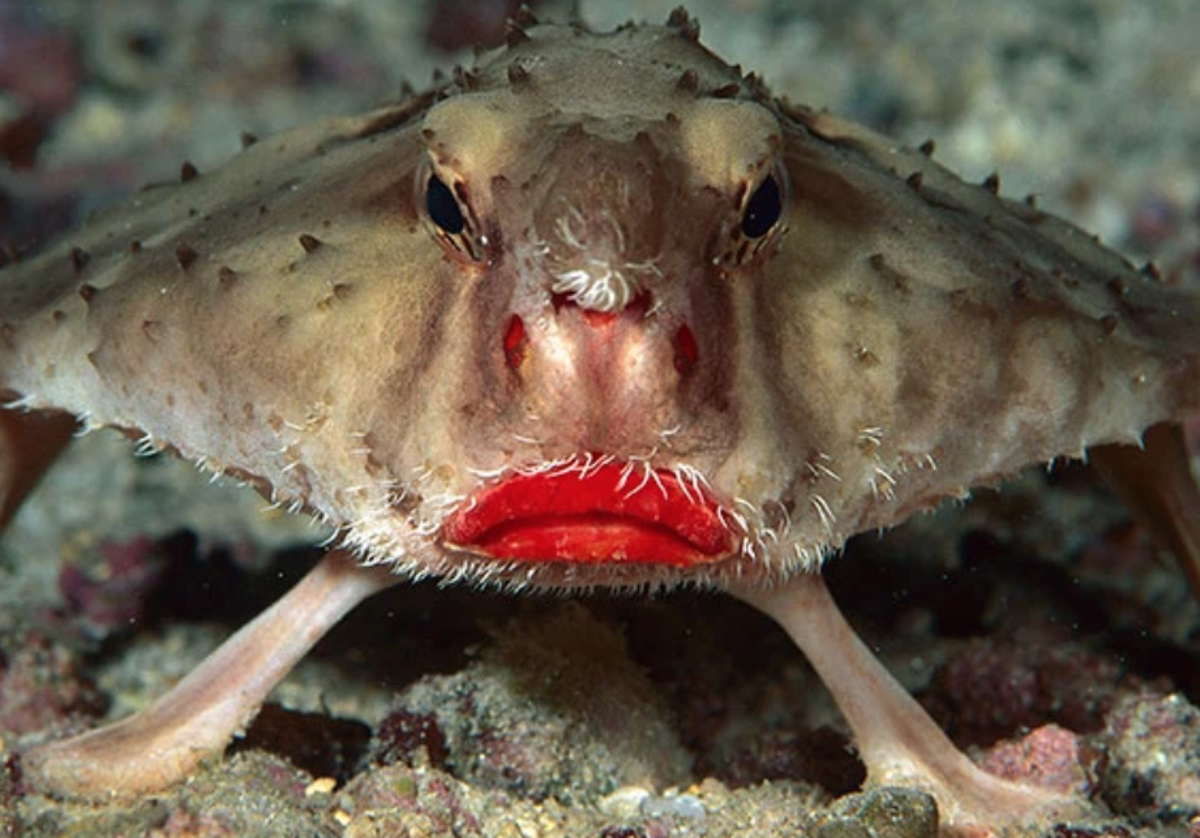 Un ejemplar de pez murciélago de labios rojos, uno de los animales más raros del planeta.