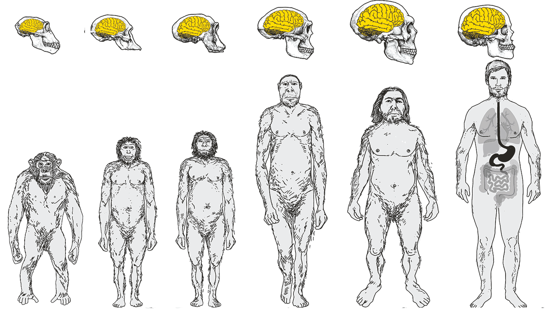 The kitchen allowed the development of the human brain