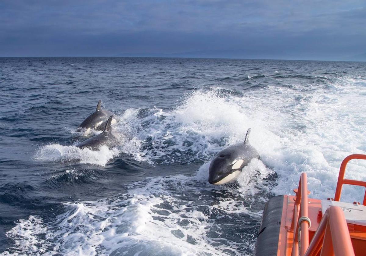 Varias orcas interactúan con un barco de Salvamento Marítimo en Barbate en 2021.