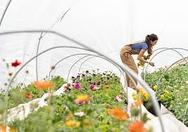 Qué salidas profesionales tienen los cursos de jardinería y paisajismo