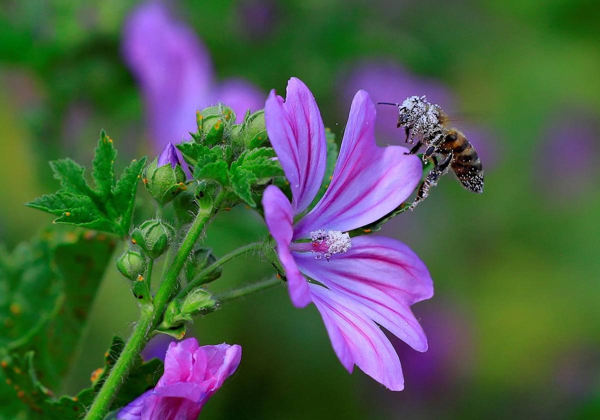 Abejas y abejorros son los mejores polinizadores.