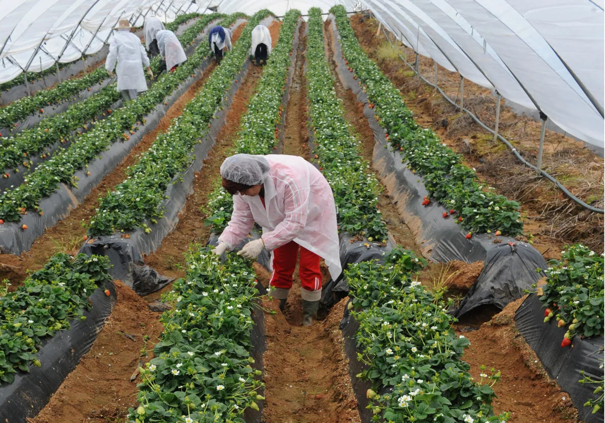 Recogida de fresas en Huelva.