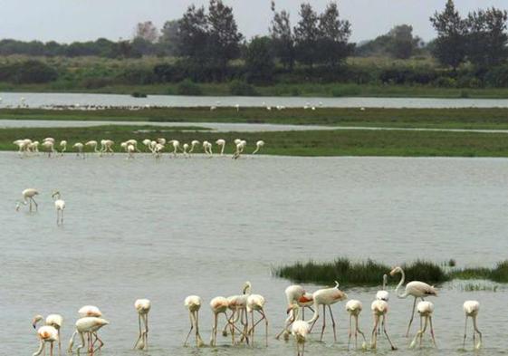 El parque de Doñana.