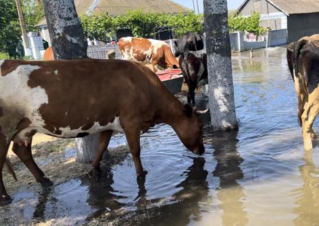 Imagen secundaria 1 - El estado en el que ha quedado Afanasivka tras las inundaciones.