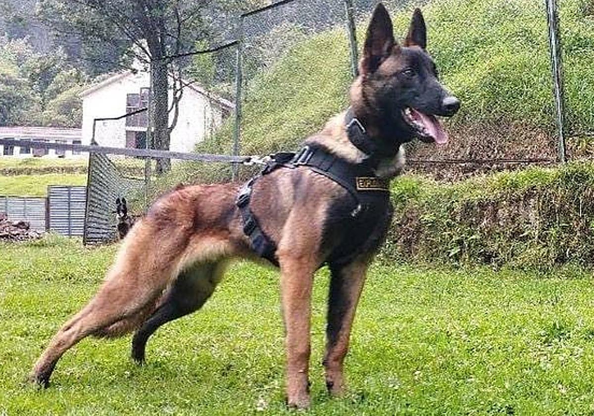 El pastor belga malinois 'Wilson' extraviado después de encontrar a los cuatro hermanos desaparecidos en la selva colombiana