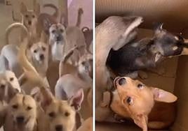 Algunos de los perros intervenidos en la operación