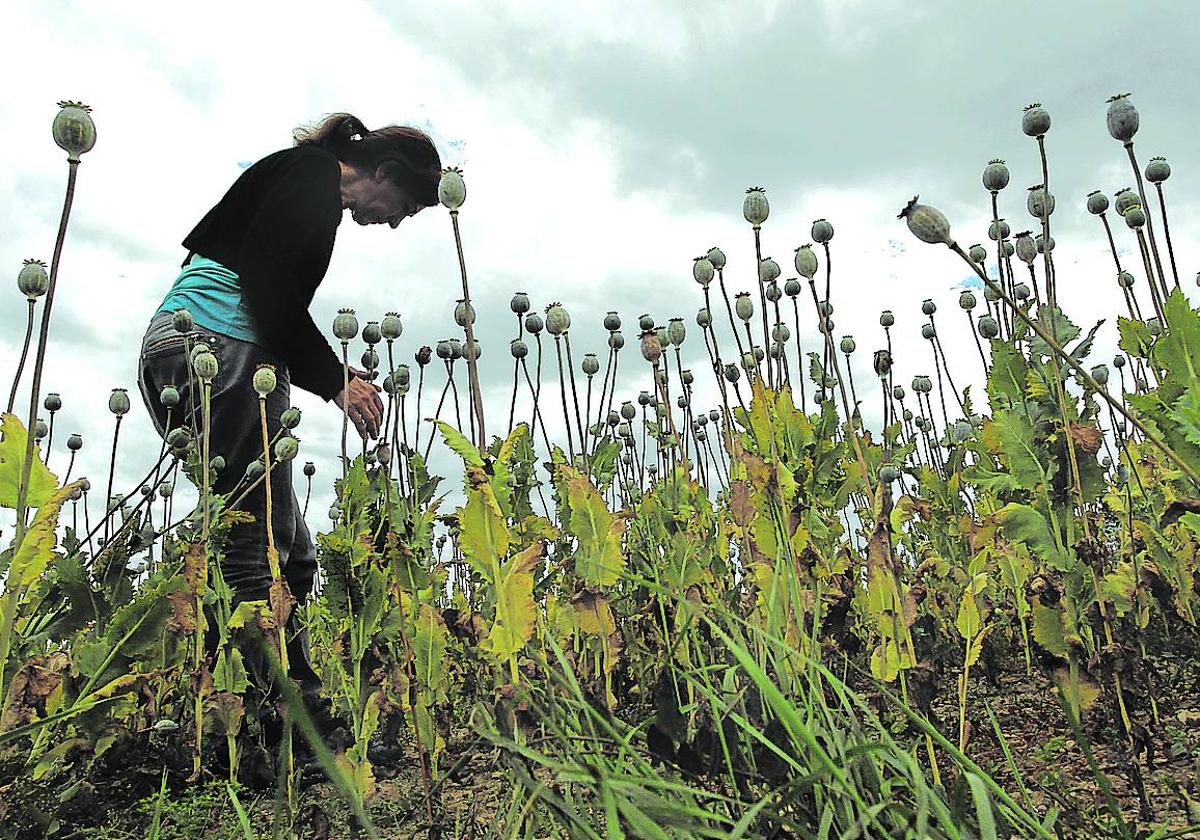 Una joven entre un cultivo de opio en un pueblo de Álava.