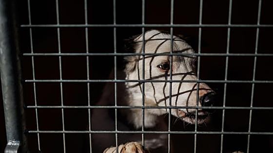 Liberan 140 perros en pésimas condiciones en dos criaderos ilegales en Málaga
