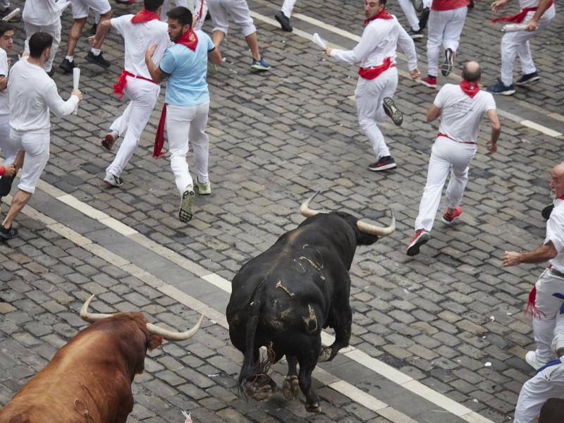 La manada ha salido muy estirada ya desde el inicio. Un toro negro se ha adelantado al resto de sus hermanos y ha liderado la manada.