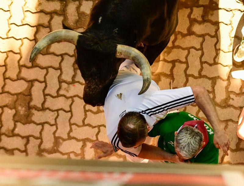 Los toros de la histórica ganadería de Miura han cerrado este viernes los encierros de San Fermín de este año con una carrera rápida y sin heridos por asta.