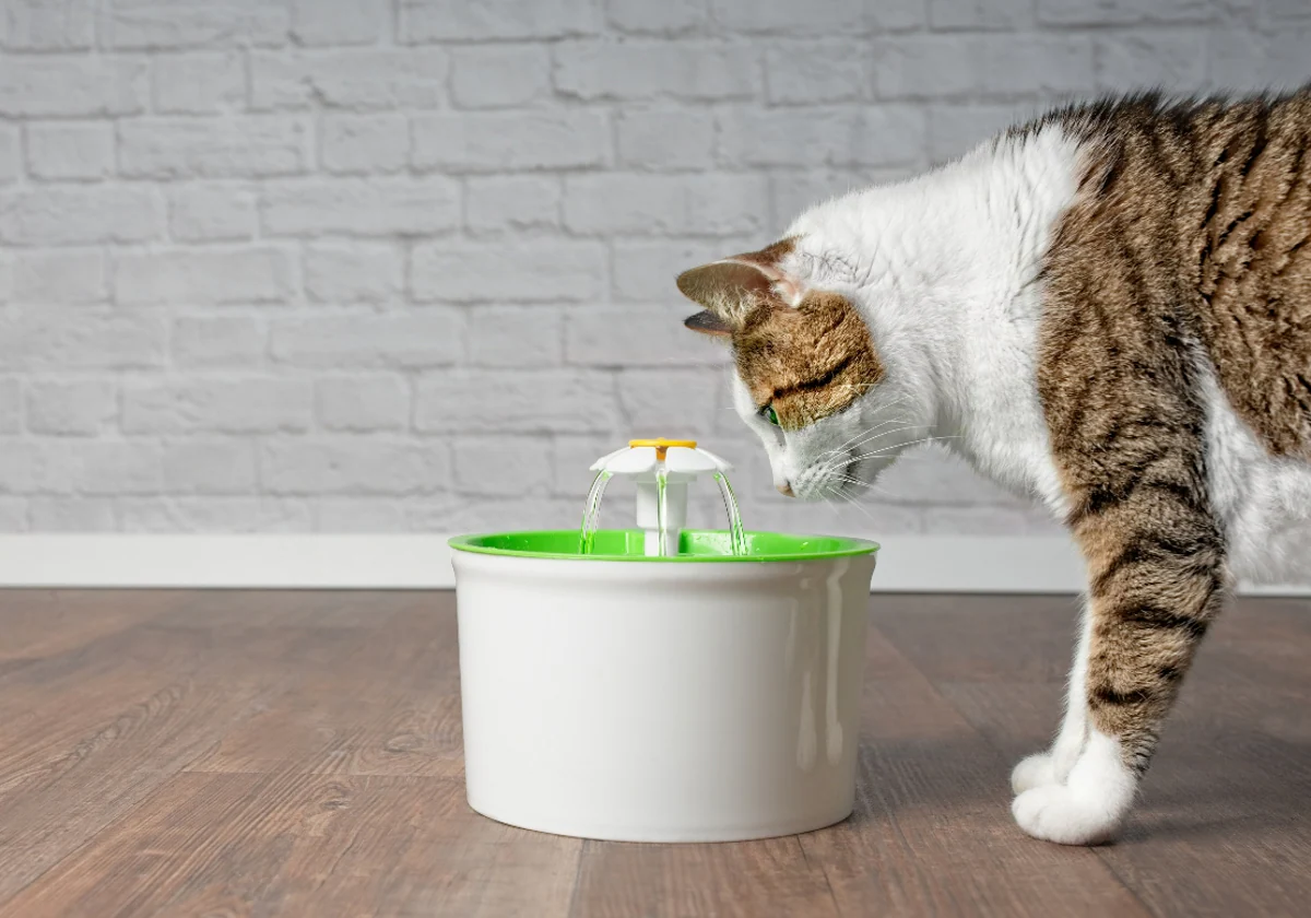 Por qué tu gato necesita una fuente de agua y cuáles son las mejores? - El  Periódico