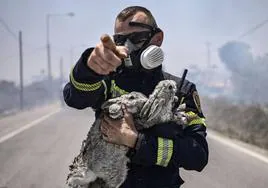 Un bombero sostiene a dos conejos y un gato rescatados del fuego en la isla de Rodas.