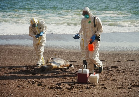 Sanitarios peruanos retiran en marzo uno de los miles de lobos marinos muertos por gripe aviar.