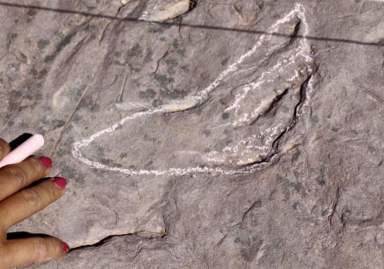 Encuentran en Guadalajara huellas de animales de hace 95 millones de años