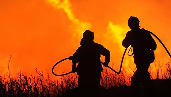 Sensores que huelen bosques para apagar incendios