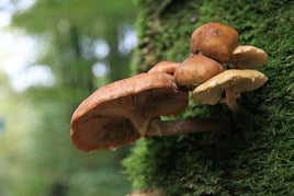 Hongos para salvar el planeta