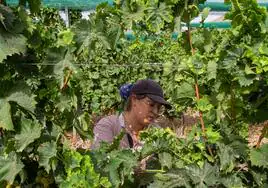 Una trabajadora recoge uva durante una jornada de vendimia adelantada.