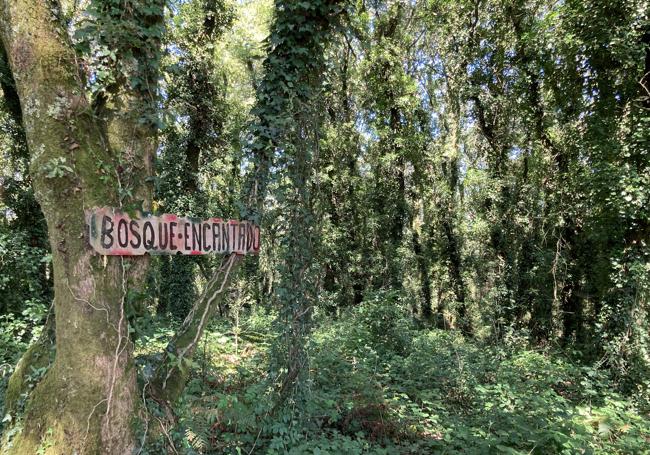 El bosque encantado camino de Compostela