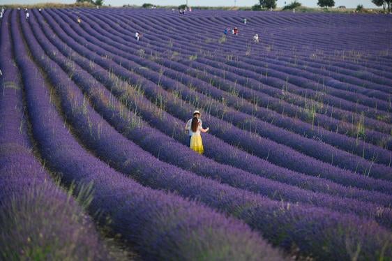 Los campos de lavanda de Guadalajara: un referente turístico y agrícola.