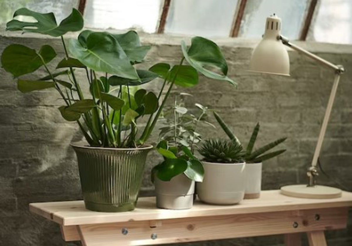 Decora tu hogar con las plantas de interior más bonitas y resistentes