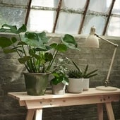 Decora tu hogar con las plantas de interior más bonitas y resistentes