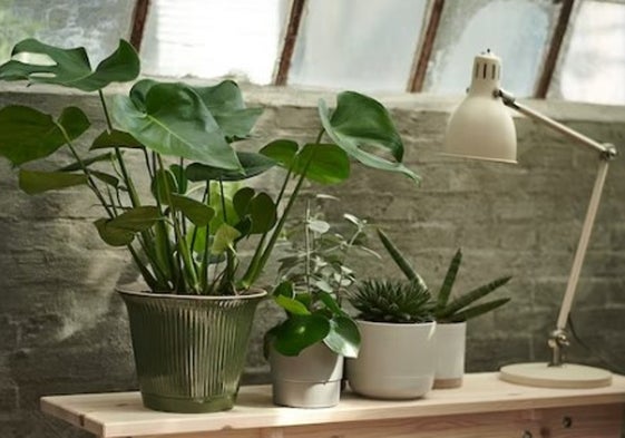 Decora tu hogar con las plantas de interior más bonitas y resistentes