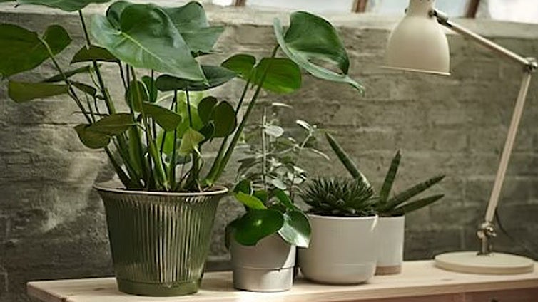 Decora tu hogar con las plantas de interior más bonitas y resistentes
