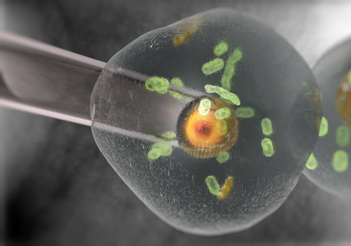 Descifrado el cromosoma Y, la última pieza del ADN humano