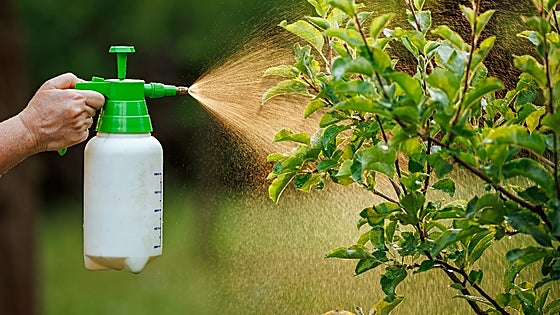 Qué insecticidas comprar para tus plantas