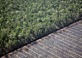 Bosque natural de «peatland».