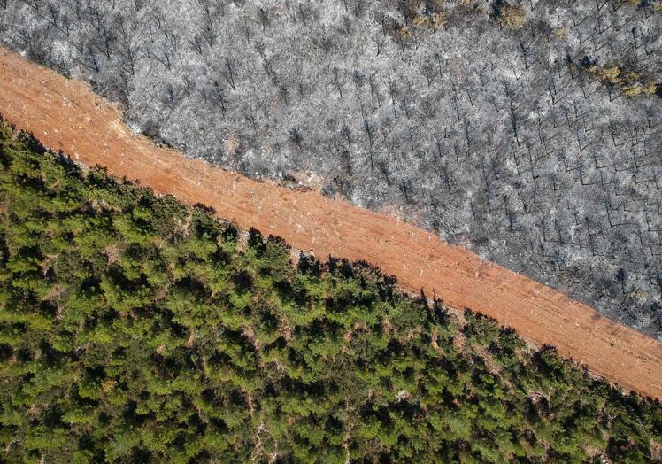 Los incendios han arrasada el sur de Europa este verano.