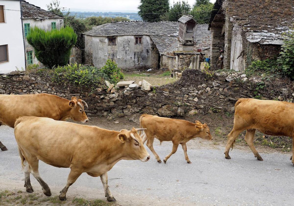 La brecha digital rural se acorta tras la conexión por satélite de miles de hogares