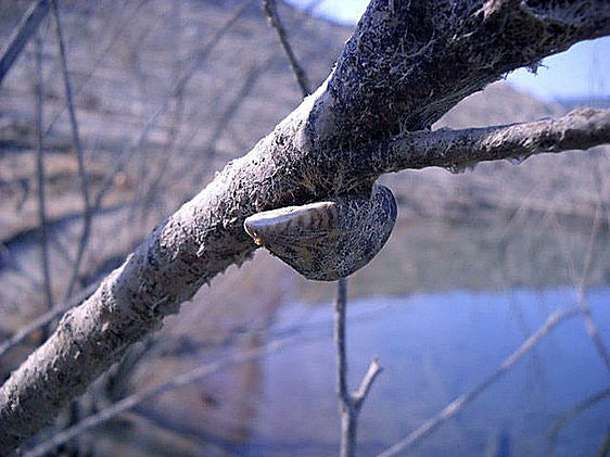 Mejillón cebra en la Cuenca del Guadalquivir.