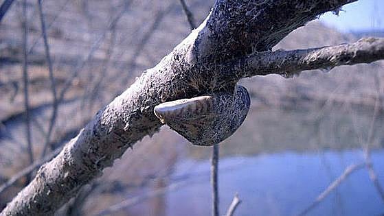Las especies invasoras, claves en el 60% de las extinciones de plantas y animales
