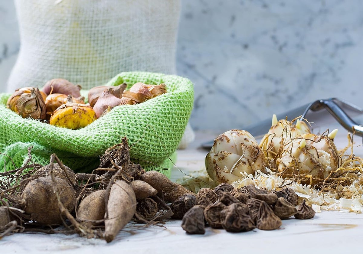 Qué bulbos tienes que plantar en otoño para asegurarte una primavera colorida